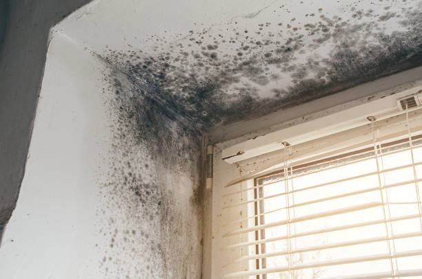 Affordable Mold Removal solutions in Islip Terrace, NY